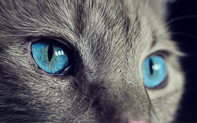 oči kočky